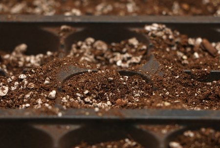 Seed Starterの写真素材