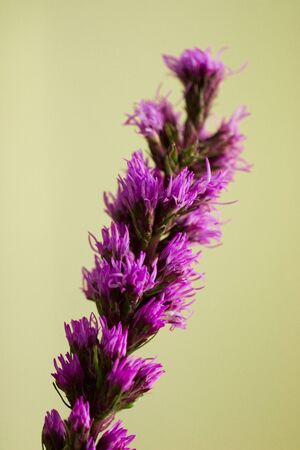 Tall Purple Flowersの写真素材