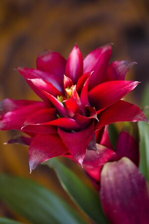 Tropical Bromeliad Plantの写真素材