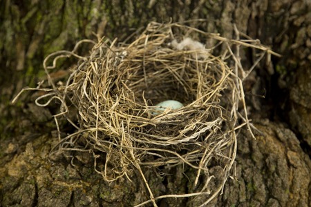 Natural Birds Nest Made of Sticks and Mud