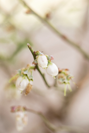 Blueberry Plant Just Putting out Bloomsの写真素材