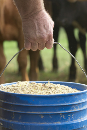 Farmer Feeding His Baby Cows from a Blue Bucketの写真素材