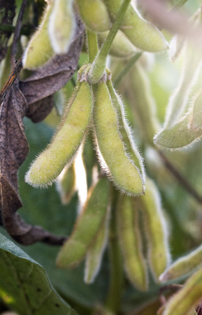 Soybeans Fields Close to Harvest Timeの写真素材