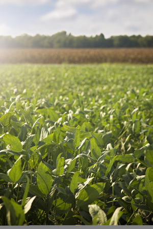Soybeans Fields Close to Harvest Timeの写真素材
