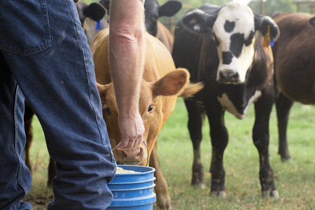Farmer Feeding His Baby Cows from a Blue Bucketの写真素材
