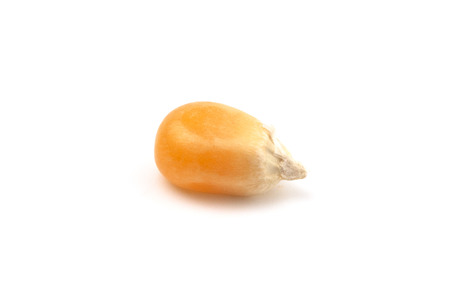 Unpopped Popcorn Kernals