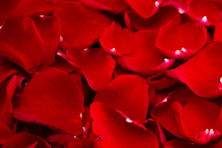 A Background of Fresh Red Rose Petalsの写真素材