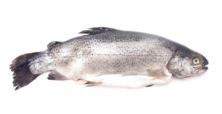 Rainbow Trout Isolated on a White Backgroundの写真素材