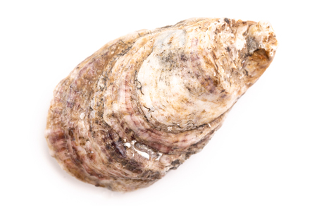Oysters Isolated on a White Background