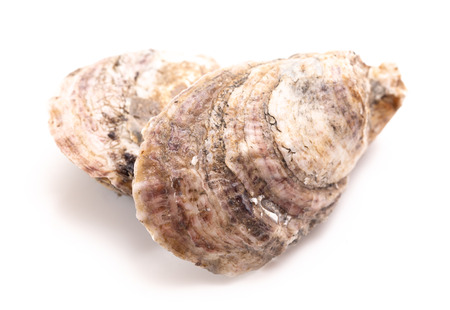 Oysters Isolated on a White Backgroundの写真素材