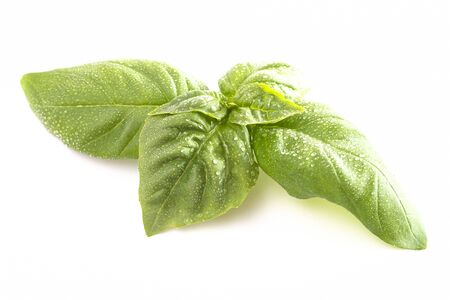 Fresh Green Basil Leaves Isolated on a White Backgroundの写真素材