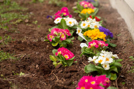 Rows of Primrose Freshly Plantedの写真素材