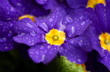 Macro View of a Purple Primrose with Rain Drops on the Petalsの写真素材