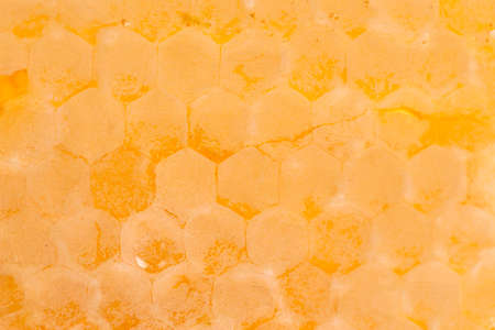 Honeycomb Isolated on a White Backgroundの写真素材