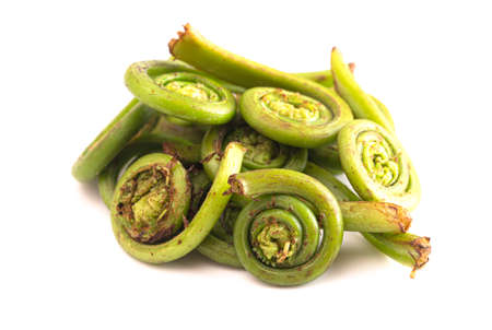 Fiddlehead or Ostrich Fern on a White Backgroundの写真素材