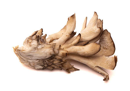 Fresh Oyster Mushrooms Isolated on a White Background