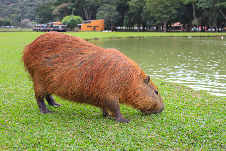 Wild capybara eating by the lake at Curitiba