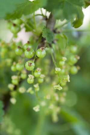 Close up of a bunch of unripe green redcurrants growing on stem of redcurrant bush.の写真素材