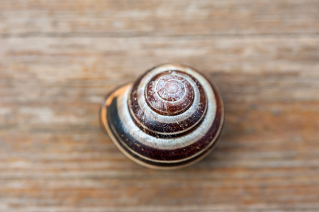 Close up of a common garden snail shell on a wooden background.