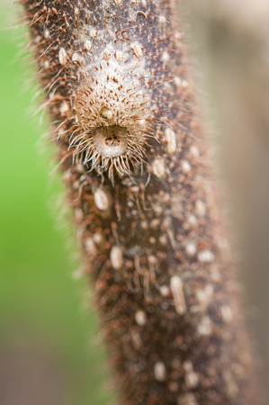 Close up of kiwi vineの写真素材