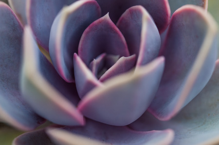 Close up macro of Echeveria 'Perle von Nurnberg' succulent plant.の写真素材