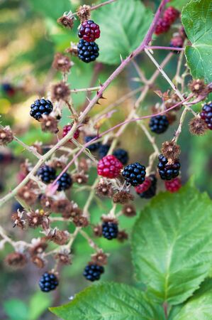 Ripe, unripe and ripening blackberries on blackberry vineの写真素材