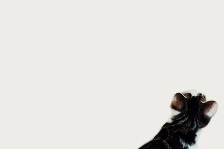 Black and white cat looking at a blank white wallの写真素材