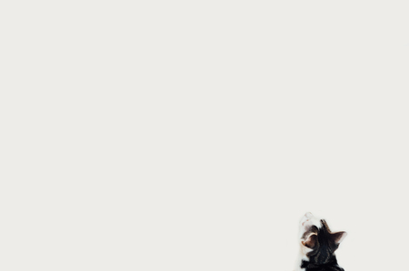 Black and white cat looking at a blank white wall