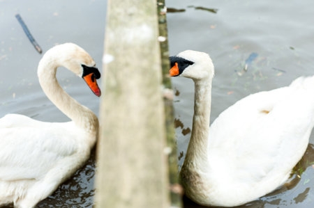 A group of swans at feeding time at Abbotsbury Swannery, Dorset, Englandの写真素材
