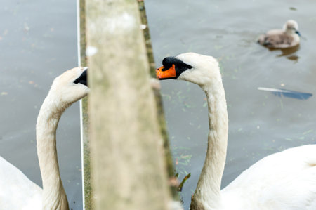 A group of swans at feeding time at Abbotsbury Swannery, Dorset, Englandの写真素材