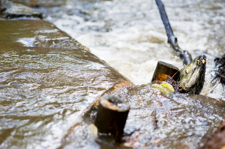 Salmon spawningの写真素材