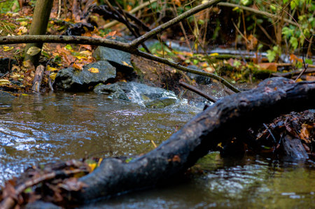 Salmon spawningの写真素材