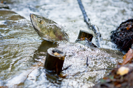 Salmon spawningの写真素材