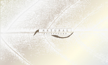 Platinum leaf cover. White color leaf veining on an iridescent effect background.のイラスト素材