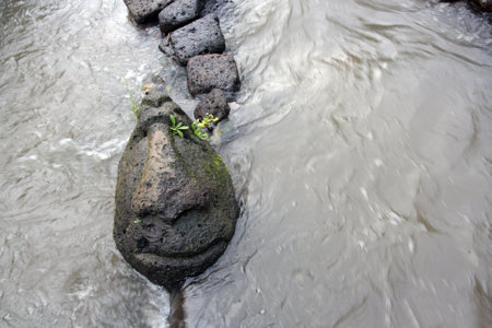 A large stone shaped like a human face emerges from the waters of a flowing river, its contours smooth and weathered by the constant current.の写真素材