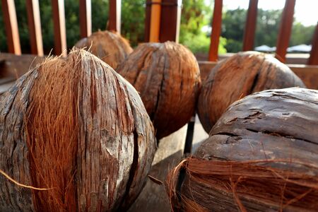 Coconut closeup