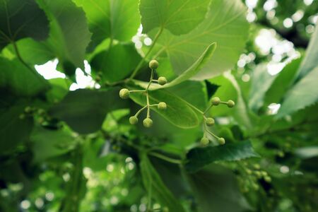 Linden Tree on a summer dayの写真素材