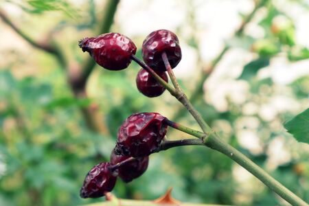 Wild Brier Plant Closeupの写真素材