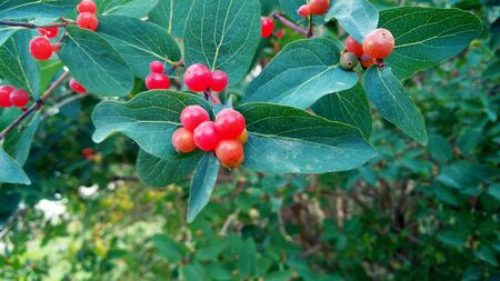 Colorful Red Berries In Summerの写真素材
