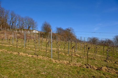 A small, well-tended vineyard in late winter when the weather is sunny.の写真素材