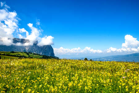 A wonderful blooming summer flower meadow on an alpine pasture in the Italian Dolomites with a large rocky mountain in the background.の写真素材