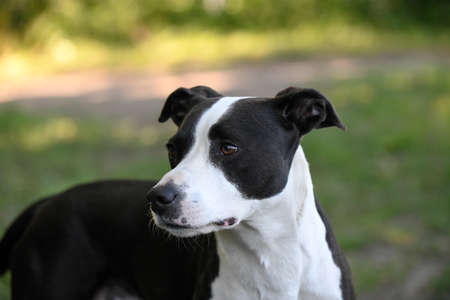 A black and white colored dog stands in a meadow and looks tense to the side.