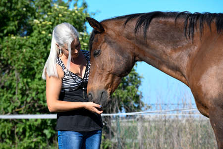 A strong brown horse get fed by the owner with some sugar.の写真素材