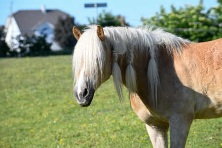 A full-grown brown horse in side view with head, shoulders and braided pigtails.の写真素材