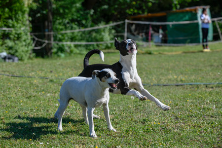 Two dogs romp around on a meadow together.の写真素材