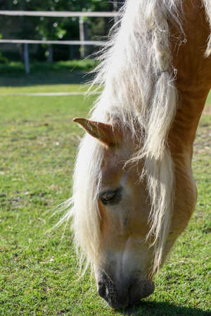 A full-grown brown horse in side view with head and shoulders.の写真素材