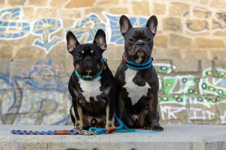 Two French bulldogs are sitting next to each other and looking at the camera.の写真素材