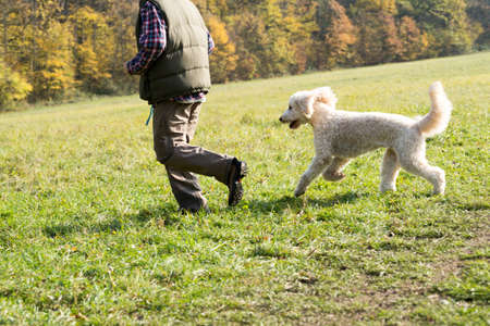 A beautiful Doodle Dog is running after his owner on a meadow.の写真素材
