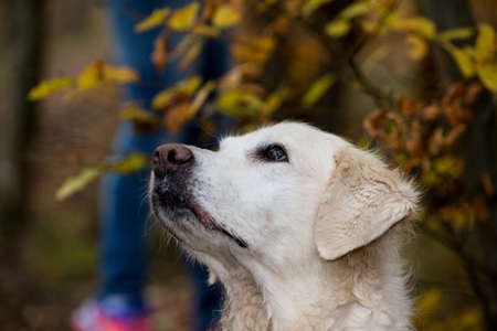A portrait of a pretty female golden retriever in nature.