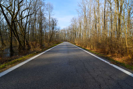 A seemingly endless straight road through an autumn forest.の写真素材